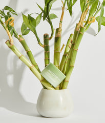 Bamboo Intensive Nourisher Cream